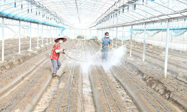 家庭养花用生根粉