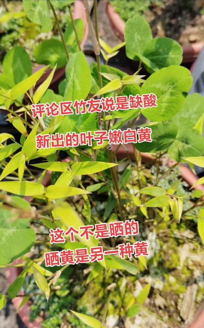 竹子叶子少是什么原因