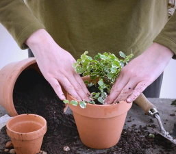 家庭养花用生根粉