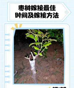 枣树嫁接圃管理工作的主要内容