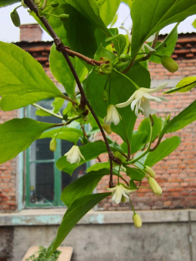 五味子花代表什么