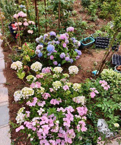 家庭养花用生根粉