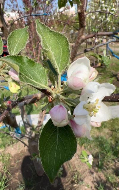 沙果什么时候开花结果