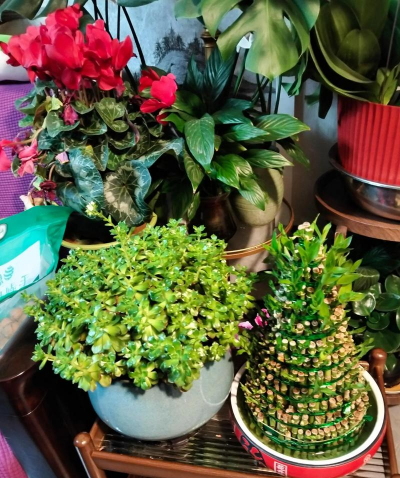 家庭养花用生根粉