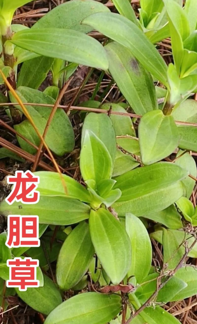 龙胆草种子什么时候钟