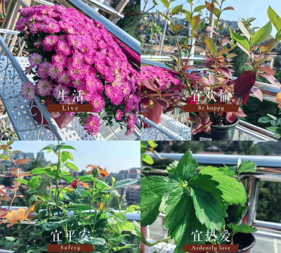 家庭养花用生根粉