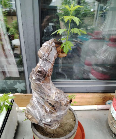 家庭养花用生根粉