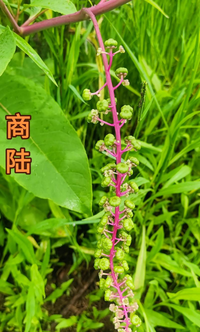 商陆根中毒挂点什么水