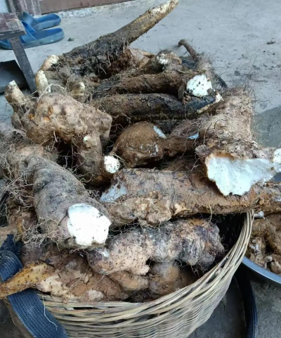 湖南野生淮山长什么样子