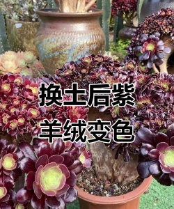 紫羊绒不紫怎么回事