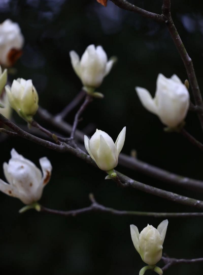 白玉兰花后面是什么