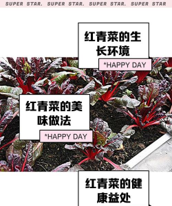宽叶红青菜籽怎么种
