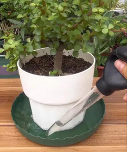 家庭养花用生根粉