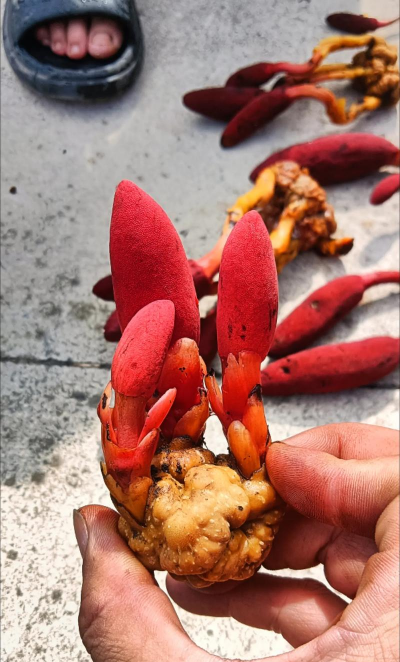 家庭养花用生根粉