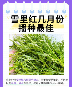 雪里蕻什么时间种最好