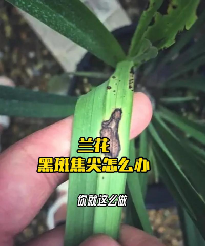 兰草黑尖是怎么回事