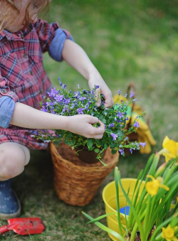 家庭养花用生根粉