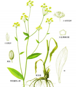 长白柴胡的花长什么样