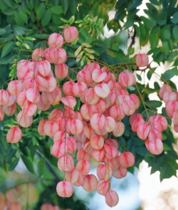 栾树开的花叫什么名