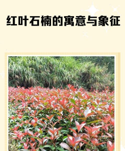 红叶石楠有什么寓意