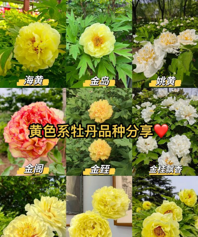 秋天怎么区分牡丹花颜色