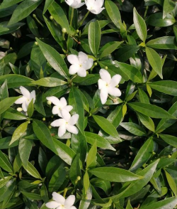 狗牙花属于什么地方生长