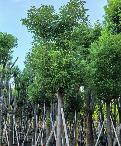 香樟树什么时候栽易活