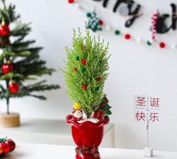 圣诞节有什么树木花卉