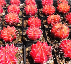 红牡丹多肉怎么养j