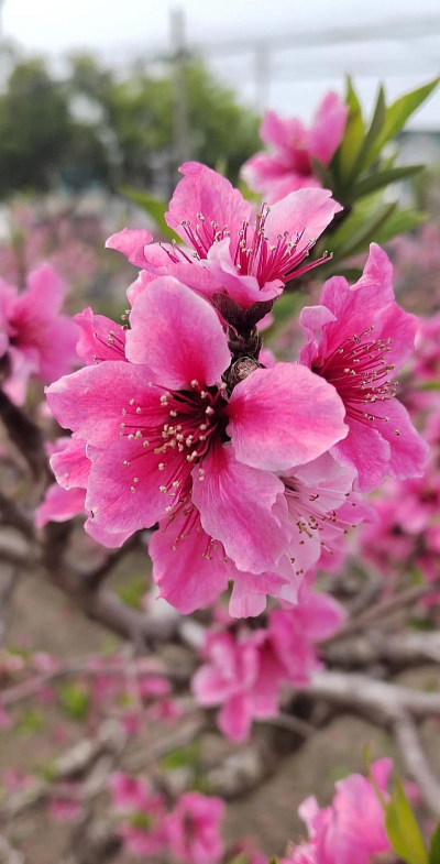 水蜜桃花是什么样子的