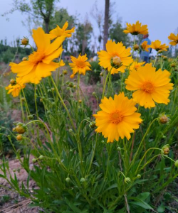 金鸡菊是什么科