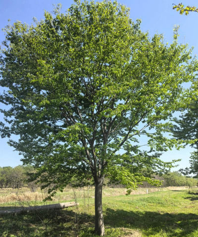 大榉树什么时候下肥料