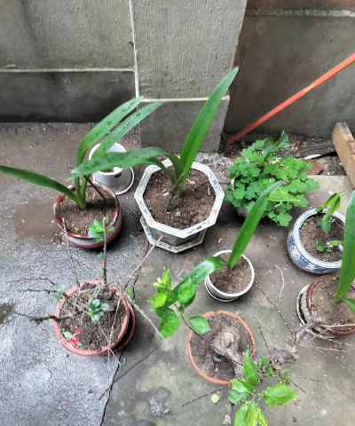 家庭养花用生根粉