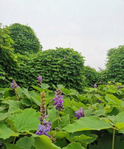 什么是葛藤类植物