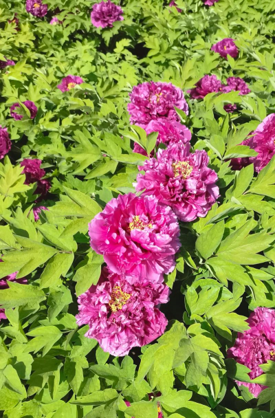 漯河花将是干什么的