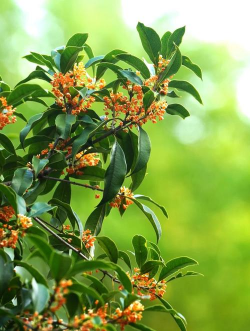 丹桂一般在什么季节开花