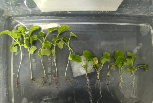 与苔菜根相似的根是什么