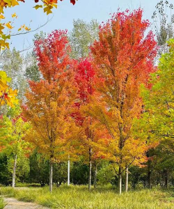 什么样的彩叶树最火
