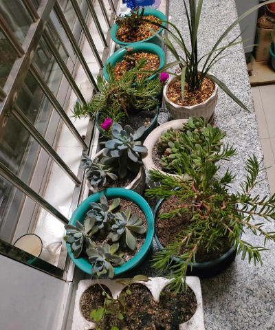 家庭养花用生根粉