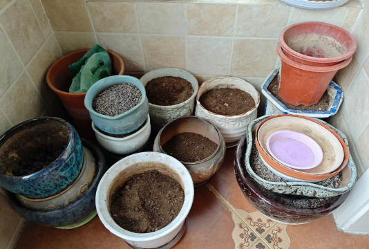 家庭养花用生根粉