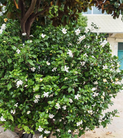 路边绿化栀子花是什么品种