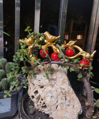 家庭养花用生根粉