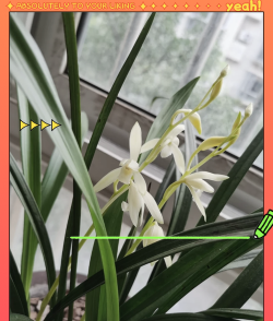 广东适合养什么兰花