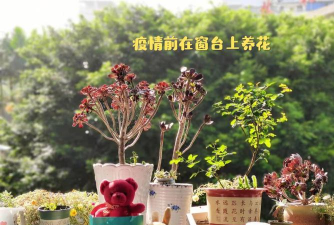 家庭养花用生根粉