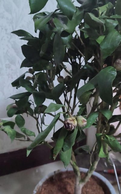 家庭养花用生根粉