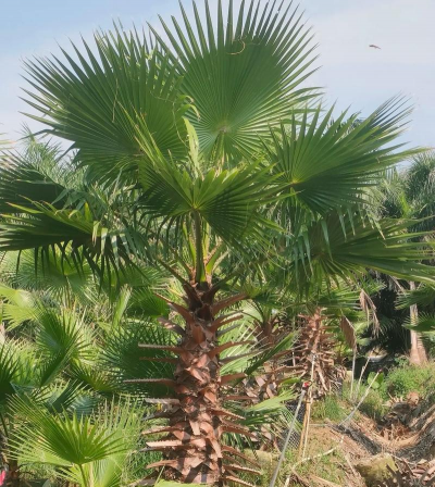 老人葵叶子下垂怎么办