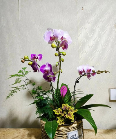 家庭养花用生根粉