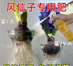 家庭养花用生根粉