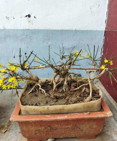 盆栽迎春花什么时候入室