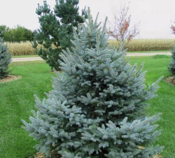 蓝云杉枯萎了怎么办